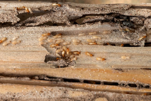Best Pest Inspection Near Me  in , WA