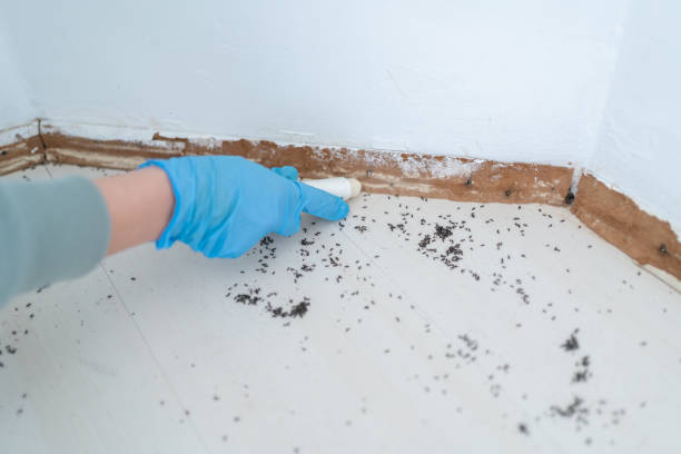 Best Local Pest Control Services  in , WA